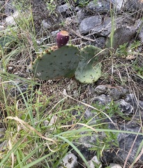 Opuntia orbiculata