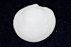 Anodontia