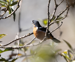 Diglossa brunneiventris