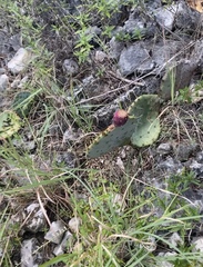 Opuntia orbiculata