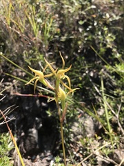 Lyperanthus suaveolens