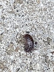 Arcitalitrus