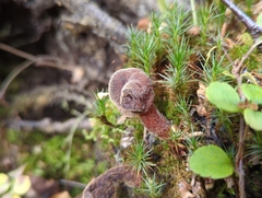 Gyromitra