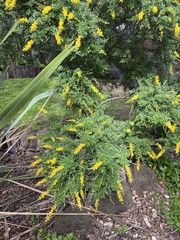 Genista stenopetala