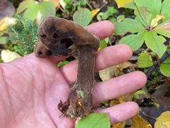 Gyromitra