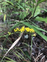 Solidago austrina