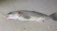 Menticirrhus