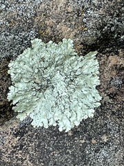 Flavoparmelia baltimorensis