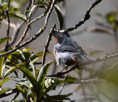 Diglossa brunneiventris