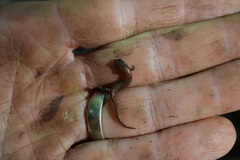 Desmognathus orestes