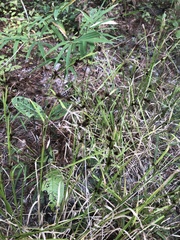 Rhynchospora glomerata