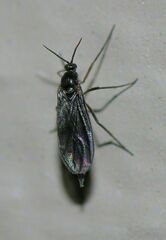 Sciara hemerobioides