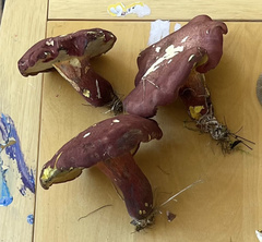 Baorangia