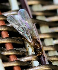 Brachymyrmex depilis