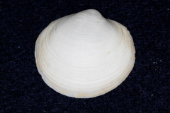 Anodontia