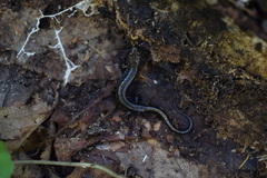 Desmognathus orestes