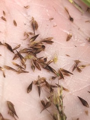 Rhynchospora glomerata