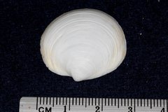 Anodontia