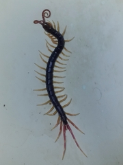 Parotostigmus