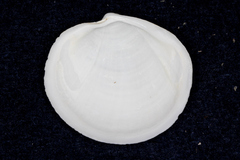 Anodontia