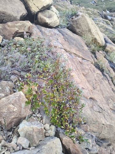 Image of Salix chlorolepis by no rights reserved