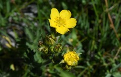 Potentilla bruceae