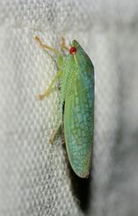 Gyponana