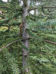 Abies lasiocarpa