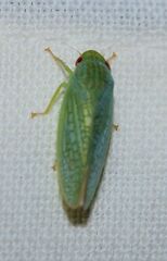 Gyponana