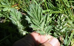 Potentilla bruceae
