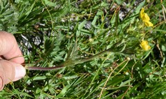 Potentilla bruceae