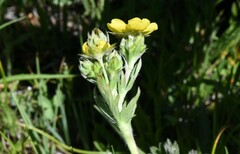 Potentilla bruceae