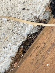Tigrosa helluo