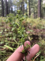 Solidago puberula puberula
