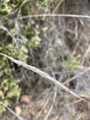 Elymus glaucus