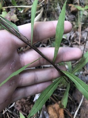 Solidago puberula puberula