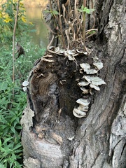 Cerrena unicolor