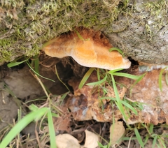 Pycnoporellus fulgens