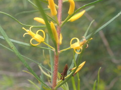 Persoonia virgata