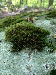 Fissidens taxifolius