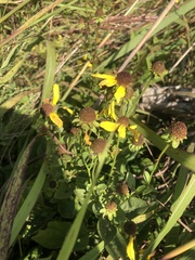 Rudbeckia heliopsidis