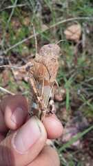Leprus