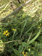 Rudbeckia heliopsidis