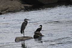 Ardea herodias