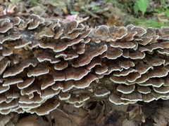 Trametes versicolor
