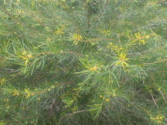 Persoonia virgata
