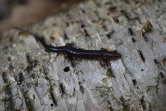 Desmognathus orestes