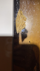 Prochoerodes lineola