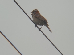 Zonotrichia capensis chilensis