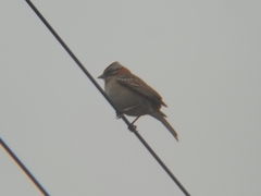 Zonotrichia capensis chilensis